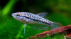 Гурами Карликовый Искрящийся (Пумила) (Trichopsis pumila) 2,2-2,5 см