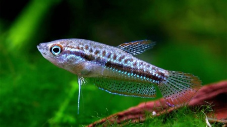 Гурами Карликовый Искрящийся (Пумила) (Trichopsis pumila) 2,2-2,5 см
