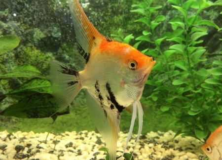 Скалярия Кои (pterophyllum koi)