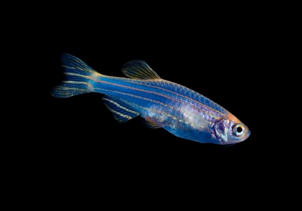 Данио рерио Глофиш синий (Danio rerio glofish)