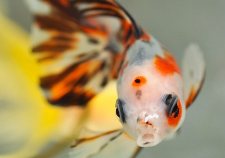 Оранда ситцевая  (Goldfish Oranda calico)