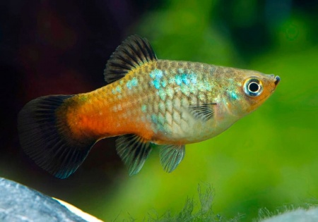 Пецилия радужный закат (Xiphophorus maculatus Sunset Rainbow Platy)
