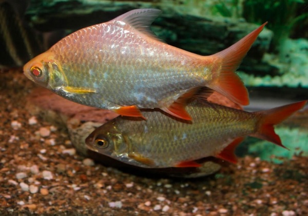 Барбус лещевидный золотой  (Barbus schwanefeldi albino) 2,5-3 см