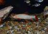 Лабео альбинос (Labeo frenatus albino)