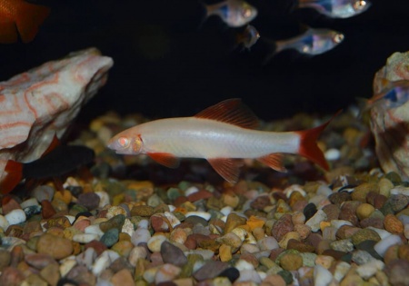 Лабео альбинос (Labeo frenatus albino)