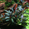Буцефаландра Вельвет  (Bucephalandra sp. Velvet)  1 ветка