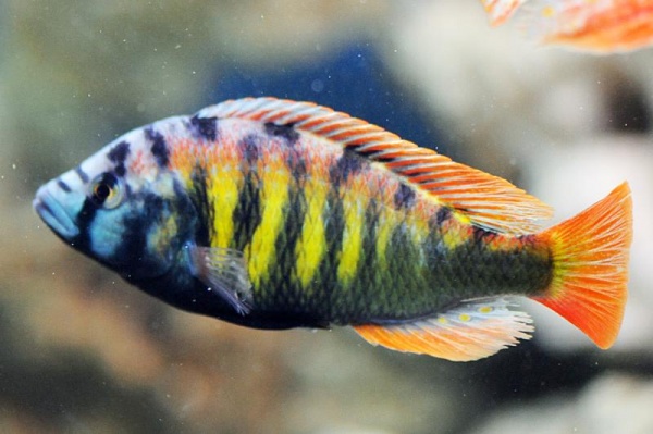 Цихлида Хаплохромис Брауна (Haplochromis brownae) 4-5см