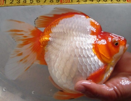 Риукин белый с красным коротким хвостом (Goldfish Ryukin white Red short tail)