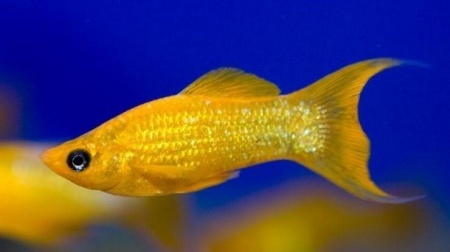 Моллинезия желтая лирохвостая (Poecilia sphenops Gold Molly)