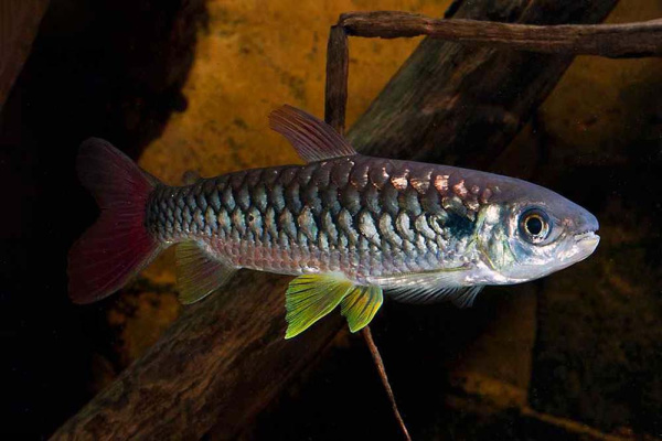 Тетра Хальцеус Краснохвостый (Chalceus macrolepidotus)