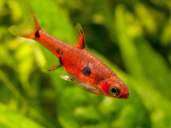 Микрорасбора макулата  (Boraras maculatus) 1,5-1,8 см