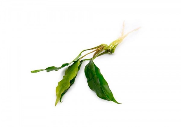 Анубиас Минима (Anubias minima)