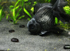 Оранда черная (Goldfish Oranda black) 10-12 см