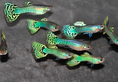 Гуппи кобра зеленая (Guppy Cobra green)