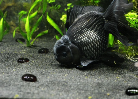Оранда черная (Goldfish Oranda black) 10-12 см