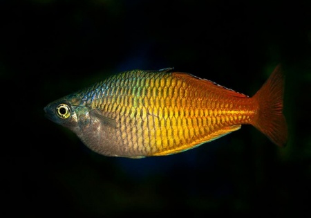 Радужница Боэсмана (Melanotaenia boesemani)