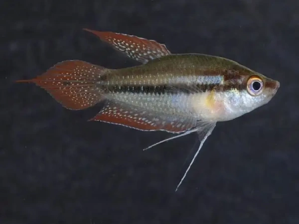 Гурами Шаллера (Trichopsis Schaller)