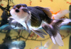 Оранда панда (Goldfish Oranda panda)