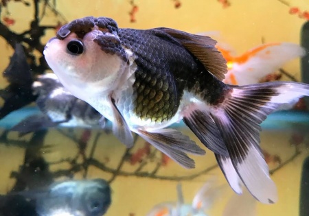 Оранда панда (Goldfish Oranda panda)