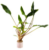 Криптокорина желтая или лютея (Cryptocoryne lutea)