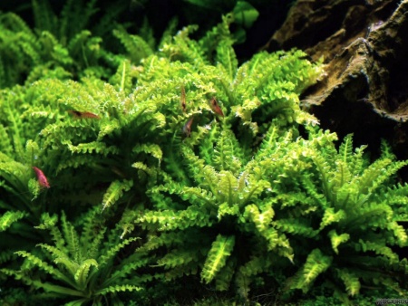 Погостемон Хелфера (Pogostemon helferi )