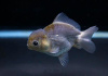 Оранда голубая (Goldfish Oranda blue)