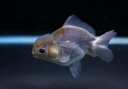Оранда голубая (Goldfish Oranda blue)