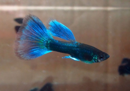 Гуппи синий московский (Guppy Moscow Blue)