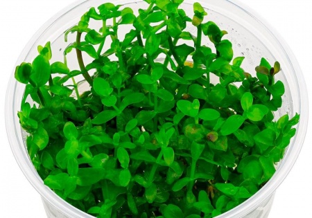 Бакопа каролинская (Bacopa caroliniana)