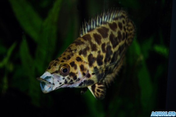 Ктенопома Леопардовая  (Ctenopoma Acutirostre) 2,5 см 