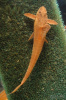 Лорикария красная (Rhineloricaria lanceolata) Сом