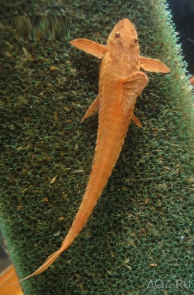 Лорикария красная (Rhineloricaria lanceolata) Сом