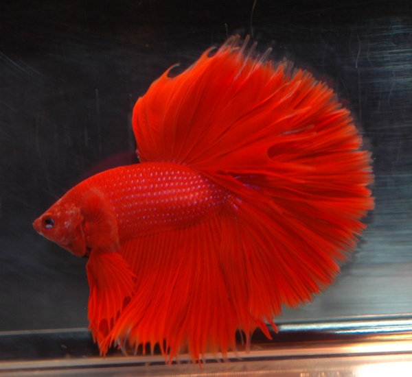 Петушок Халф Мун рубиновый самец (Betta male Halfmoon red rubin)