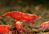 Креветка Красный огонь (Neocaridina heteropoda Fire Red)  ЯРКИЕ