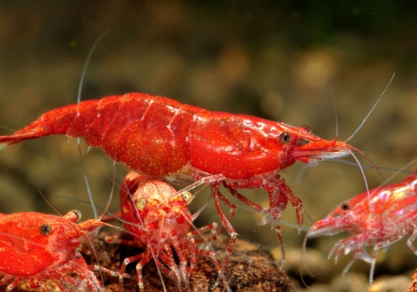 Креветка Красный огонь (Neocaridina heteropoda Fire Red)  ЯРКИЕ