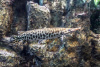 Щука Пятнистый Флоридский Панцирник (Lepisosteus oculatus) 7 м
