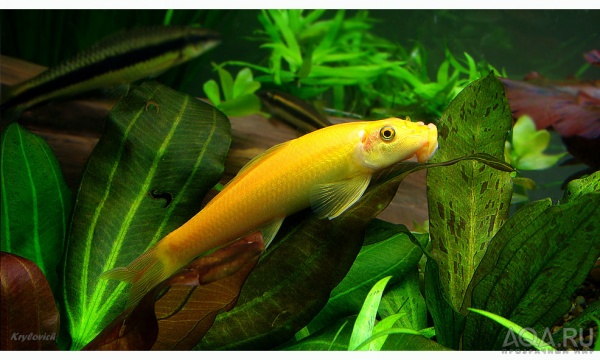 Гиринохейлус Китайский Водрослеед (Gyrinocheilus aymonieri) 3-4 см