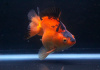 Риукин красно-черный (Goldfish Ryukin red-black )
