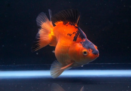 Риукин красно-черный (Goldfish Ryukin red-black )
