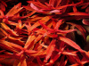 Аммания Изящная меристемная (Ammannia gracilis)