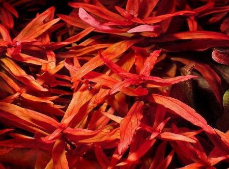 Аммания Изящная меристемная (Ammannia gracilis)