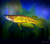 Аплохейлус линеатус (лат. Aplocheilus lineatus) Золотая щучка