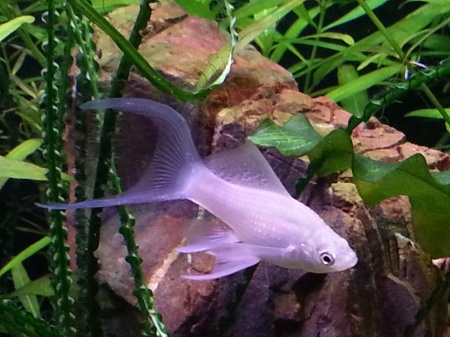 Моллинезия снежинка лирохвостая (Poecilia latipinna Silver lyretail Molly)