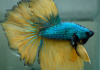 Петушок Халф Мун горчичный газ самец (Betta splendens Halfmoon Mustard Gas)