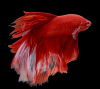 Петушок Халф Мун Рубиновая бабочка самец (Betta male Halfmoon rubin boterfly)