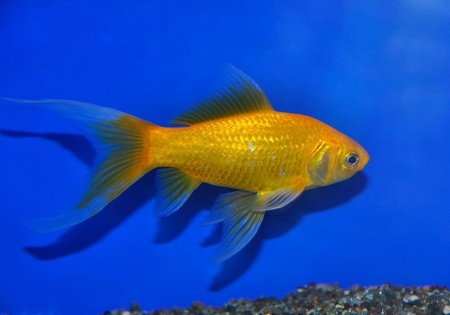 Золотая рыбка Комета лимонно-желтая (Goldfish Comet yellow)