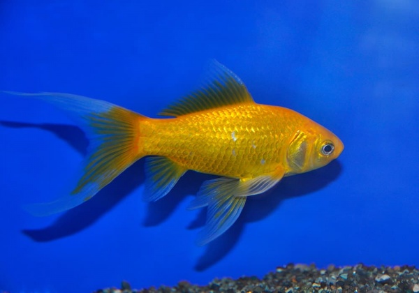 Золотая рыбка Комета лимонно-желтая (Goldfish Comet yellow)