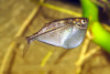 Клинобрюшка обыкновенная (Gasteropelecus sternicla)