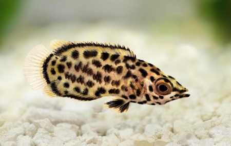 Ктенопома Леопардовая  (Ctenopoma Acutirostre) 2,5 см 