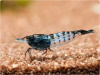 Креветка Рили Карбон  ( Neocaridina cf. davidi `Rili Shrimp` Carbon)